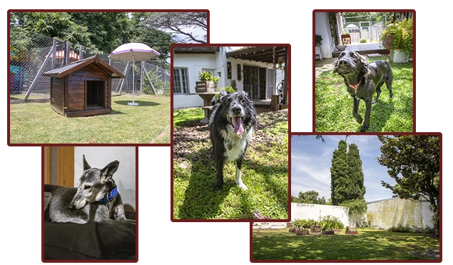 Guardería para perros y gatos