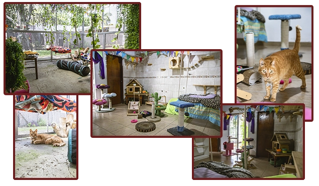 Cuidado familiar de mascotas