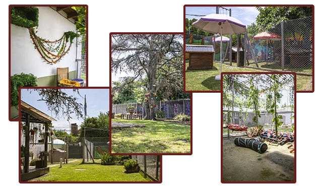 Perros y gatos en ambiente hogareño