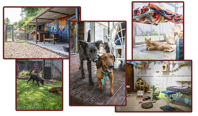 Orejitas en Casa - Hotel y guardería familiar para perros y gatos