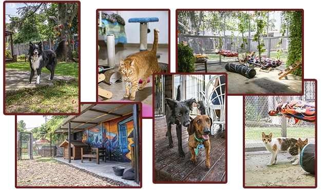 Orejitas en Casa - Guardería para perros y gatos